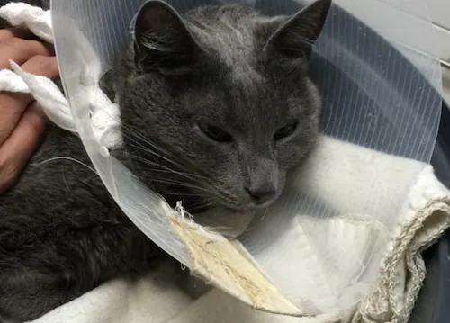 Cat at vet
